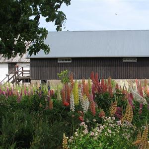 Bild på Blomsterhavet utanför ateljén